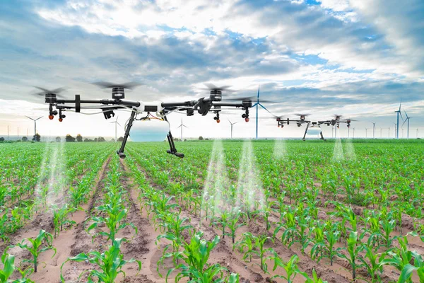 Landwirtschaftsdrohne fliegt zu versprühtem Dünger auf die Maisfelder — Stockfoto