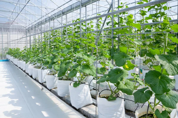Cantaloupe Meloenen Jonge Plant Groeien Kas Biologische Boerderij — Stockfoto
