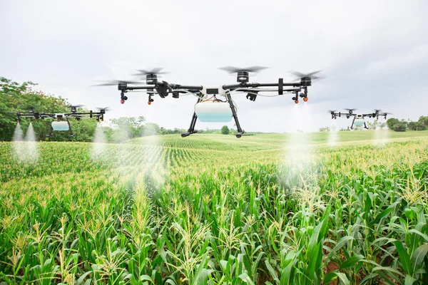 Landwirtschaftsdrohne Fliegt Versprühtem Dünger Auf Die Maisfelder — Stockfoto