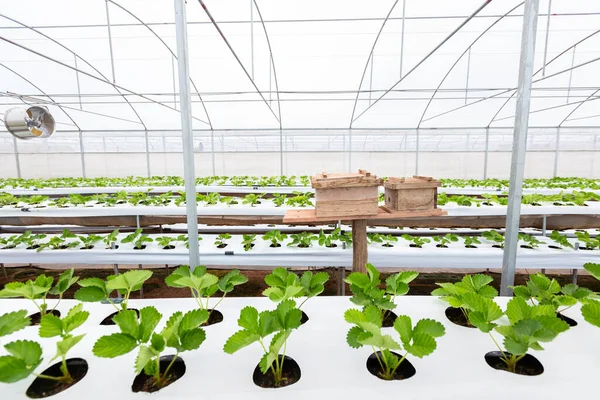 Houten Insectenschuilplaats Voor Bijenbestuiving Kas Aardbeienkwekerij — Stockfoto