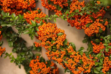 Güzel turuncu meyveler