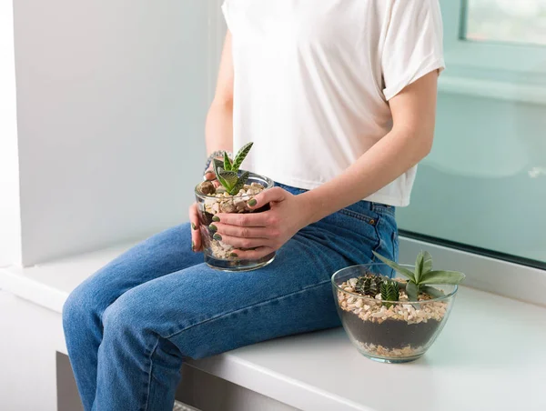 Succulents와 화분 — 스톡 사진