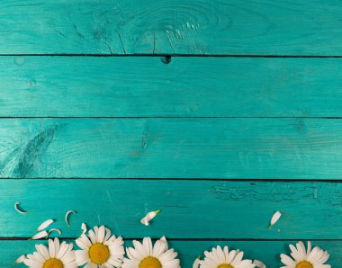 Papatya parlak bir arka plan üzerinde