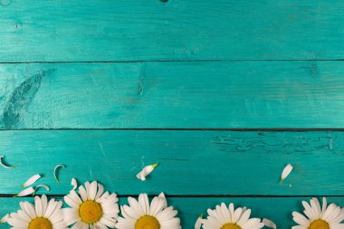 Papatya parlak bir arka plan üzerinde