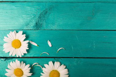 Papatya parlak bir arka plan üzerinde