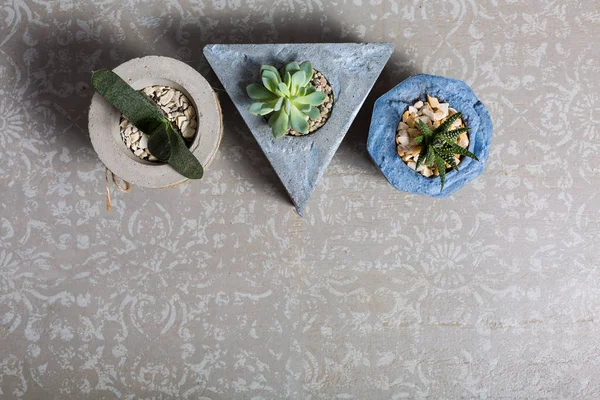 Succulents dans les pots de fleurs — Photo