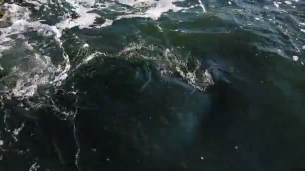 Волны в летнем море — стоковое видео