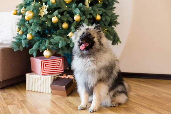 Σκύλος Keeshond κάθεται κοντά το χριστουγεννιάτικο δέντρο — Φωτογραφία Αρχείου