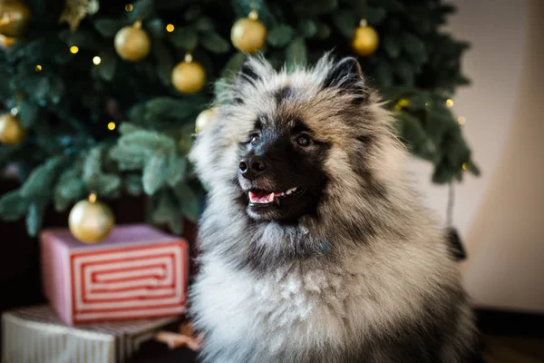Keeshond cão sentado perto da árvore de Natal — Fotografia de Stock