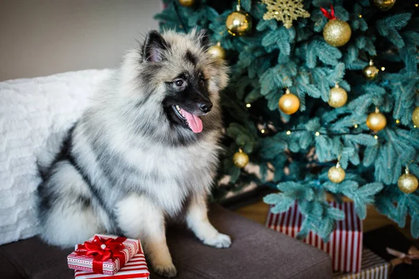 Keeshond Hund sitzt neben dem Weihnachtsbaum — Stockfoto