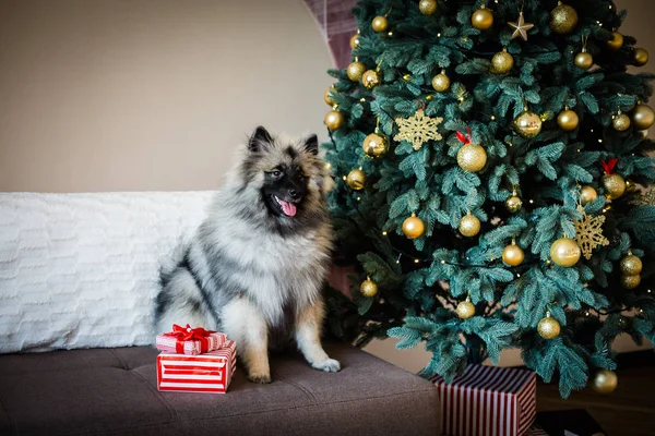 Keeshond Hund sitzt neben dem Weihnachtsbaum — Stockfoto