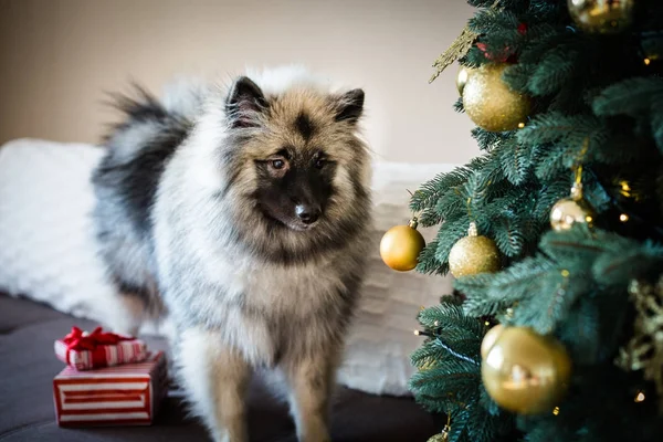 Keeshond cão sentado perto da árvore de Natal — Fotografia de Stock