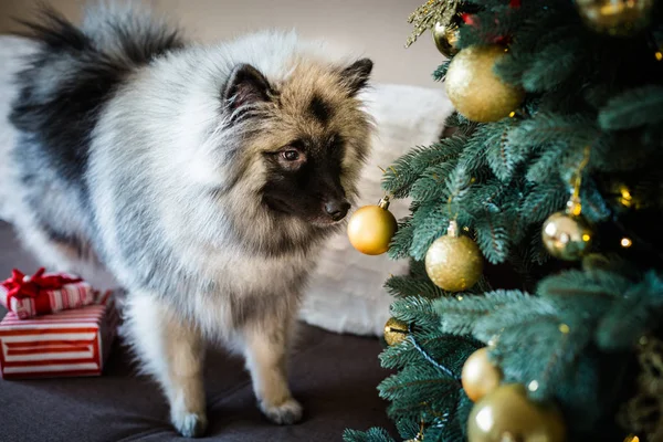 Keeshond 개 크리스마스 트리 근처에 앉아 — 스톡 사진