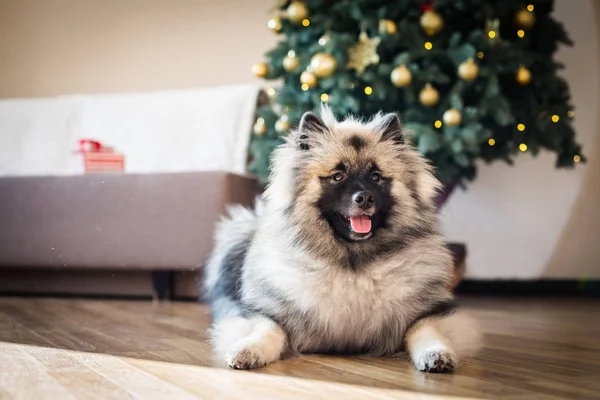 Keeshond cão sentado perto da árvore de Natal — Fotografia de Stock