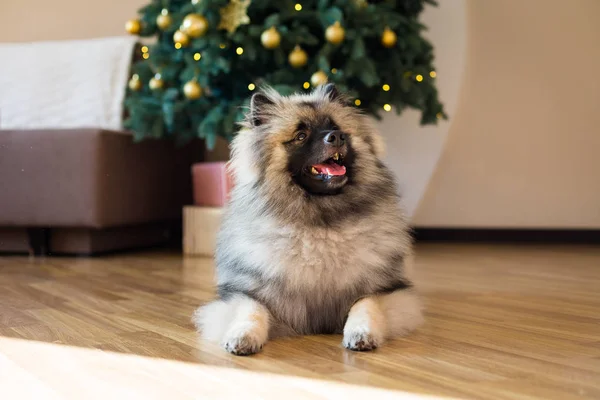 A karácsonyfa közelében ült Keeshond kutya — Stock Fotó