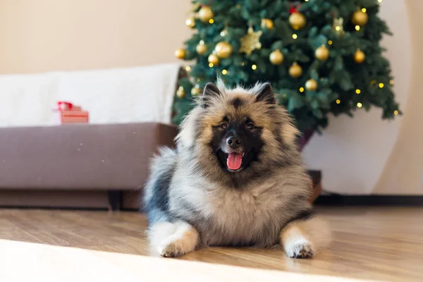 Keeshond cão sentado perto da árvore de Natal — Fotografia de Stock