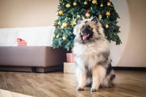 Keeshond 개 크리스마스 트리 근처에 앉아 — 스톡 사진
