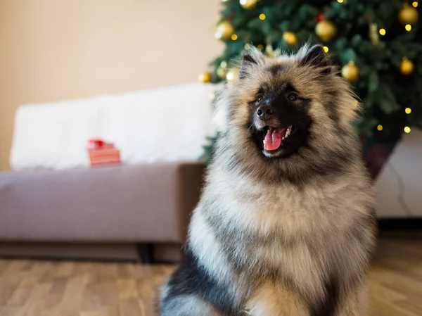 Keeshond cão sentado perto da árvore de Natal — Fotografia de Stock