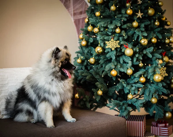 Keeshond Hund sitzt neben dem Weihnachtsbaum — Stockfoto