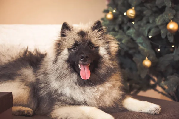 Keeshond cão sentado perto da árvore de Natal — Fotografia de Stock