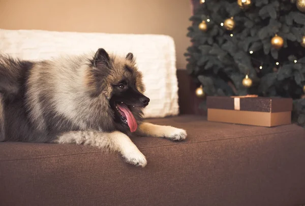 A karácsonyfa közelében ült Keeshond kutya — Stock Fotó