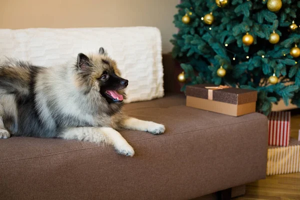 A karácsonyfa közelében ült Keeshond kutya — Stock Fotó