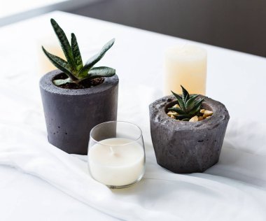 Tencere etli bitkiler