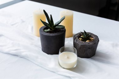 Tencere etli bitkiler