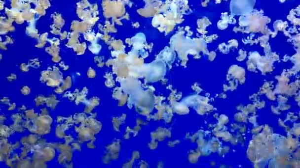 Medúzy Plavání Vodě — Stock video