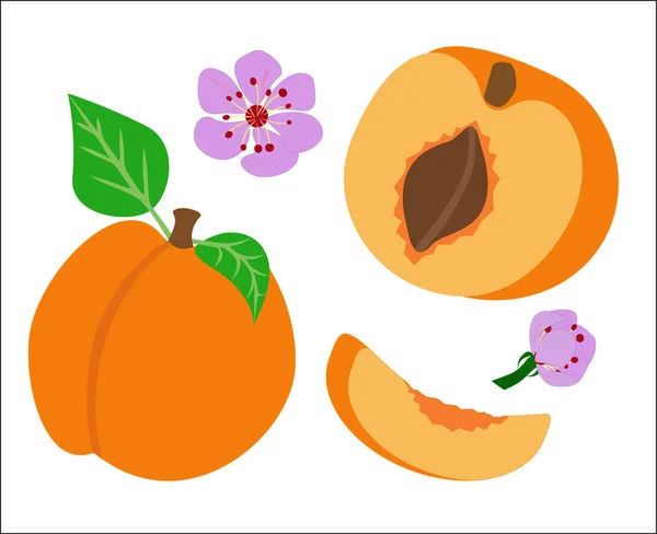 Kayısı meyve vektör