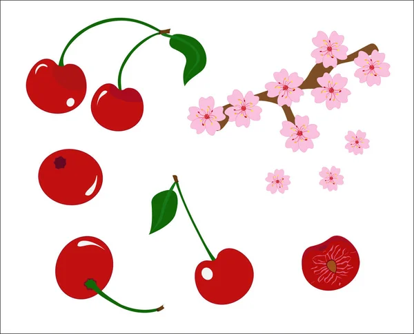 Kiraz berry vektör