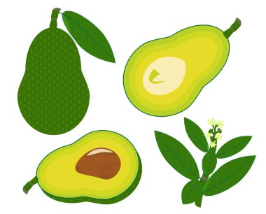 Avokado meyve vektör