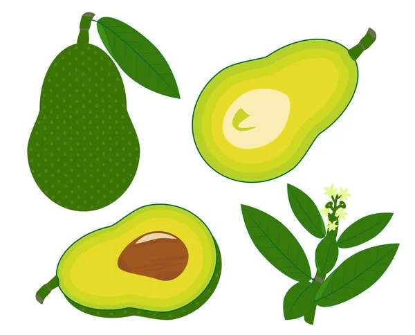 Avokado meyve vektör