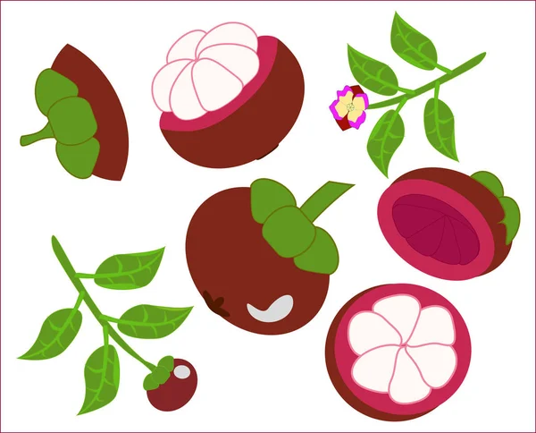 Mangosten meyve vektör