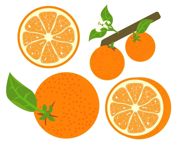 오렌지 과일 벡터 — 스톡 벡터