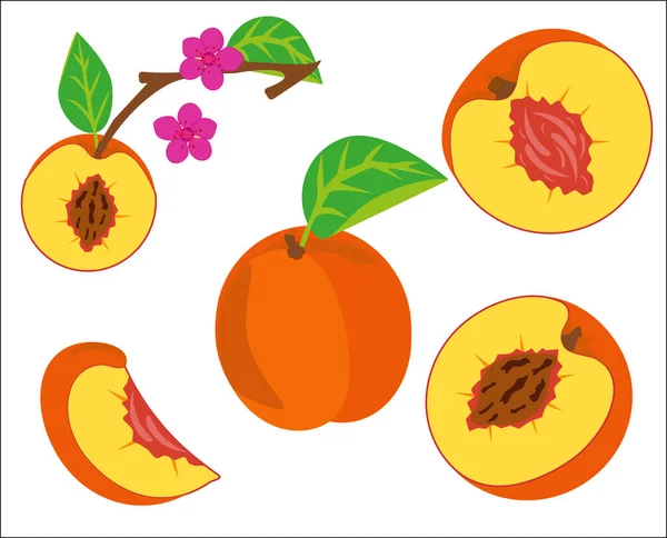 Персиковый вектор фруктов — стоковый вектор