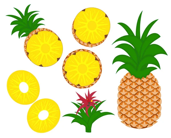 Ananas Meyve vektör