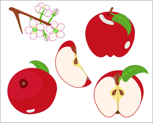 Apple frukt vektor — Stock vektor
