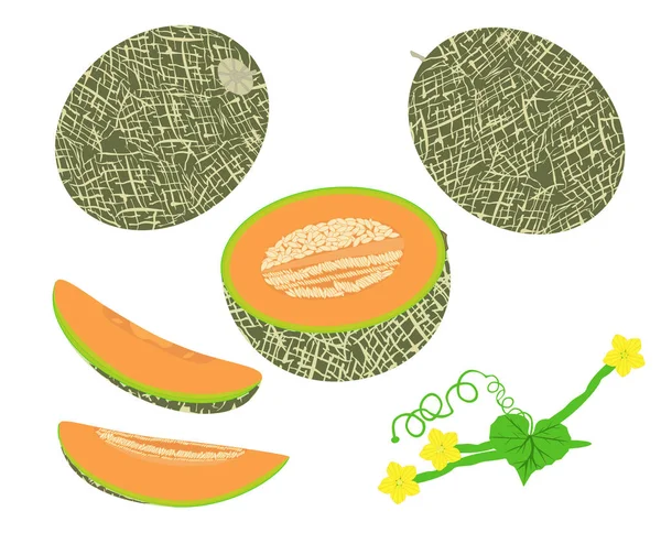 Honigtau-Melonen-Fruchtvektor — Stockvektor