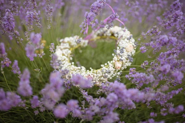 Campo di lavanda fioritura giornata di sole con cielo blu — Foto Stock