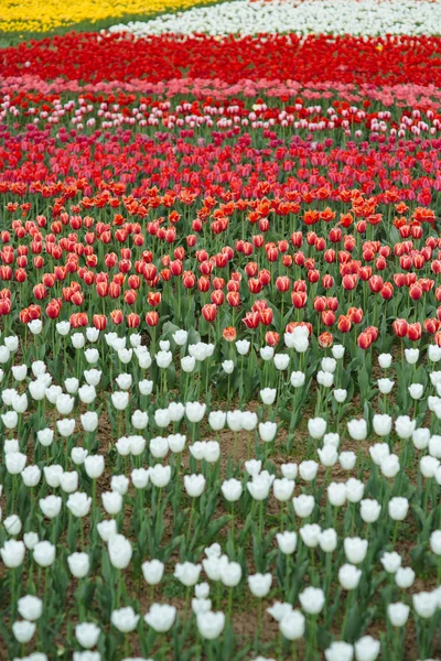 Çok güzel çiçek Lale farklı renk alanı — Stok fotoğraf