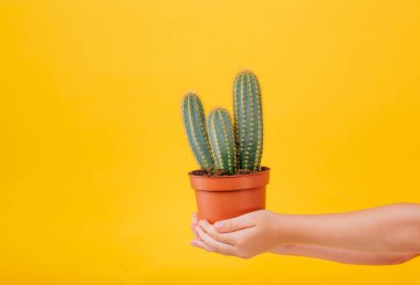 Ekin, iki el kaktüsü tutar. Sarı arkaplanda izole edilmiş, kopyalama alanı, stüdyoda, kapat