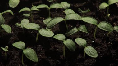 Salatalık ve yeşil bitkiler..