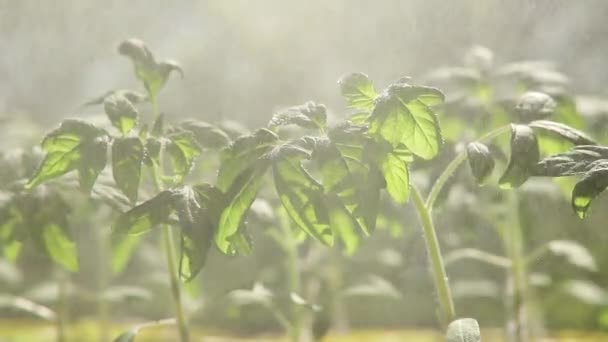 Mudas de tomates, mudas de rega pequeno brilhante — Vídeo de Stock