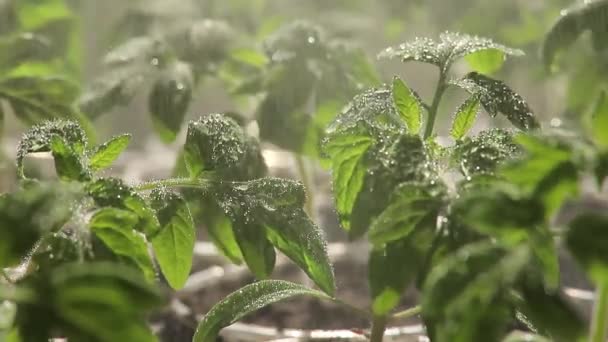 Semis de tomate arrosé. Arrosage de petits semis dans le sol . — Video