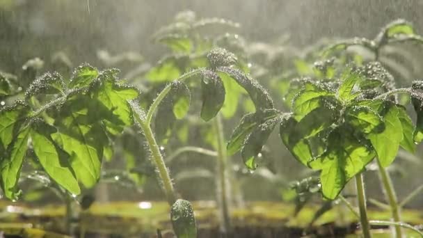 Mudas de tomates, mudas de rega pequeno brilhante — Vídeo de Stock