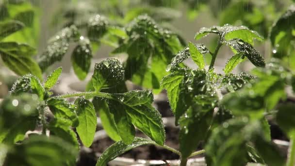 Seedlings of tomatoes, watering green plants. — Stock Video