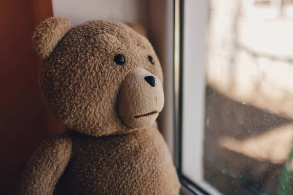 Ведмідь біля вікна, залишатися вдома в карантині — стокове фото