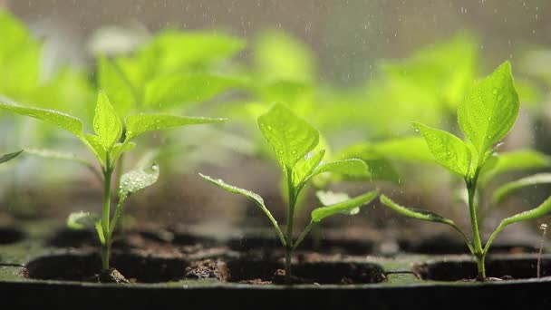 Planta cultivada de sementes de pimenta regada. Rega de pequenas mudas no chão — Vídeo de Stock