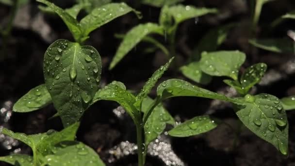 Primer plano, plántulas de pepinos, gotas de agua — Vídeo de stock